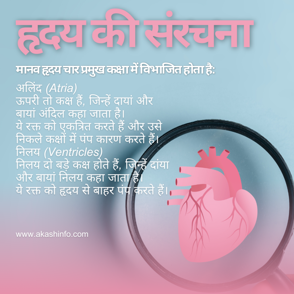 हृदय कैसे काम करता है
