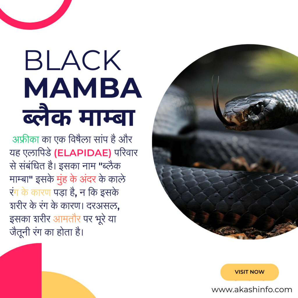 ब्लैक मांबा