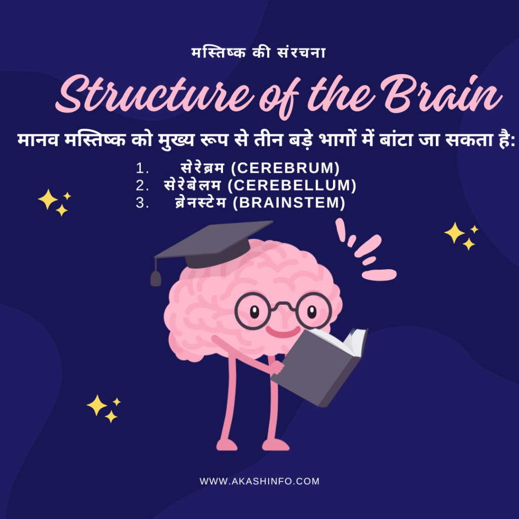 Human Brain