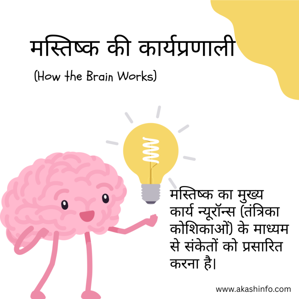 Human Brain